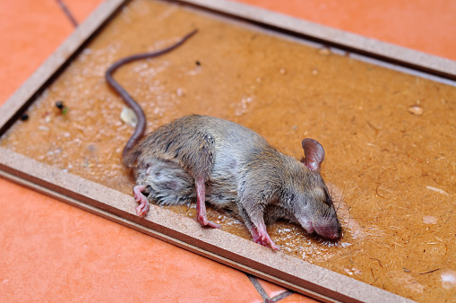 Manfaat Penggunaan Lem Tikus di Rumah